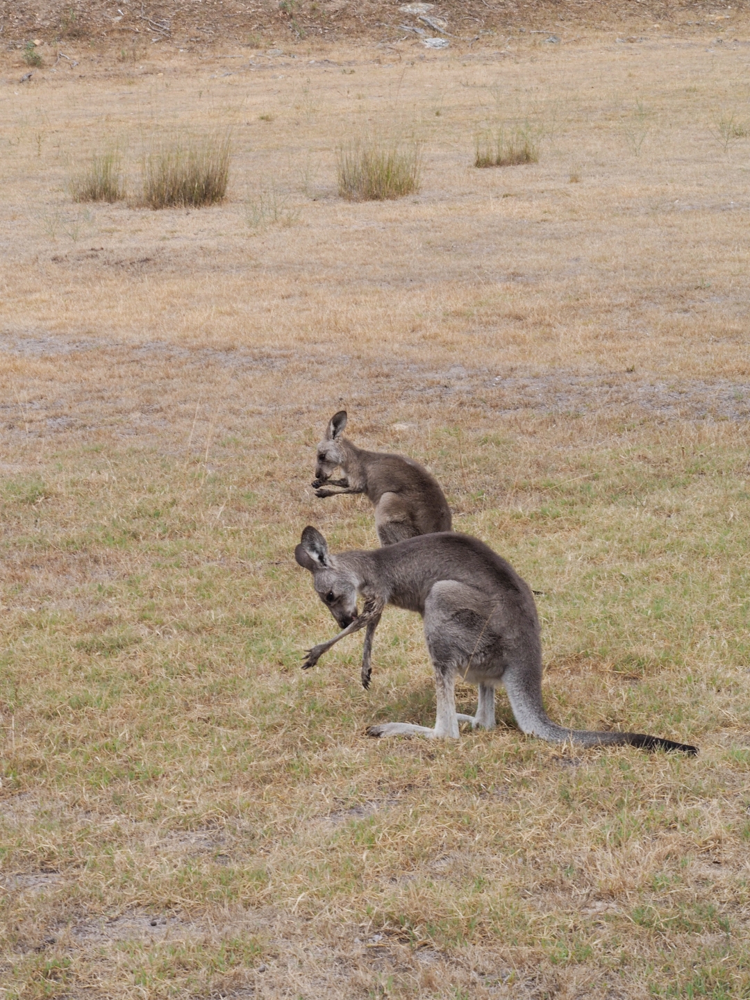 One&Only Wolgan Valley Kangaroos