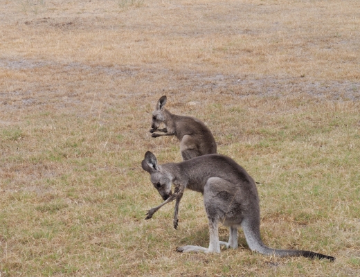 One&Only Wolgan Valley Kangaroos